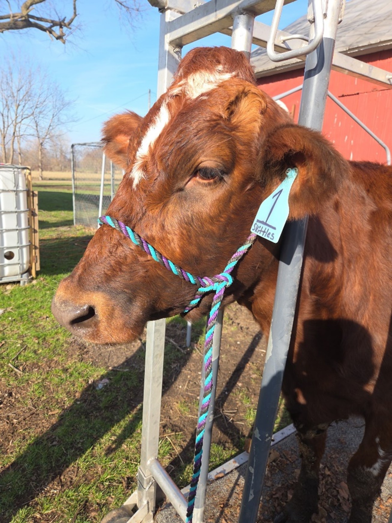  An incorrect placement of a rope halter. The halter is upside down with the chin piece going over the crown of the animal.